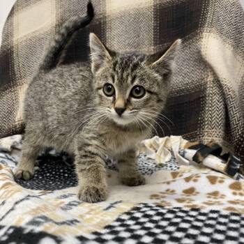 Rescue Domestic Short Hair Cats for Adoption in Spokane, Washington - Selena | PetCurious