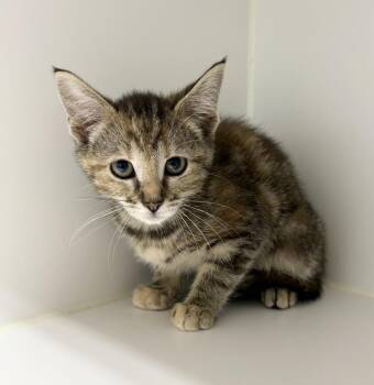 Domestic Short Hair Cats Available for Adoption in Rochester, Indiana - April | PetCurious