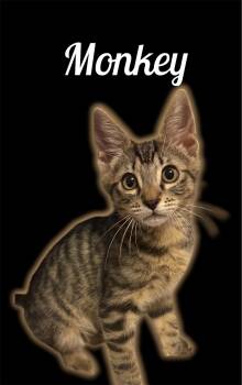 Monkey -  Domestic Short Hair Cat for Adoption in Auburn, California - Monkey | PetCurious