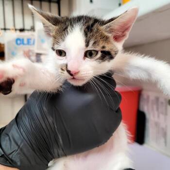 Patch -  Domestic Short Hair Cat for Adoption in Belfair, Washington - Patch | PetCurious