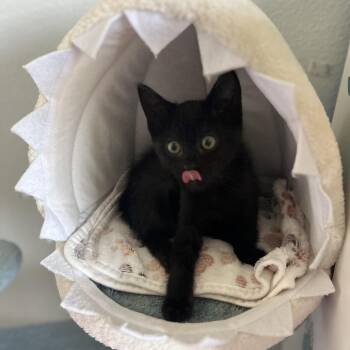 Clawsome Panther -  Domestic Short Hair Cat for Adoption in Westminster, California - Clawsome Panther | PetCurious