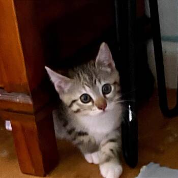 American Shorthair Cats Available for Adoption in Volcano, Hawaii - 