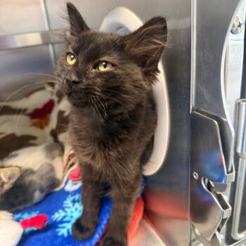 Michael -  Domestic Medium Hair Cat for Adoption in Fort Bragg, California - Michael | PetCurious