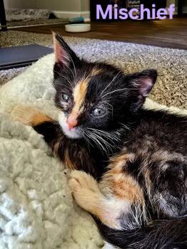 Domestic Medium Hair and Calico Cats Available for Adoption in Livonia, Michigan - C323 Litter Mischief | PetCurious