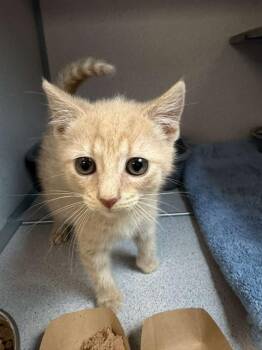 VLAD -  Domestic Short Hair Cat for Adoption in Aliquippa, Pennsylvania - VLAD | PetCurious