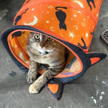 JuneBug -  Domestic Short Hair Cat for Adoption in Titusville, Florida - JuneBug | PetCurious