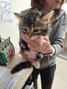 Domestic Long Hair Cats Available for Adoption in Madison, Georgia - Hurricane | PetCurious