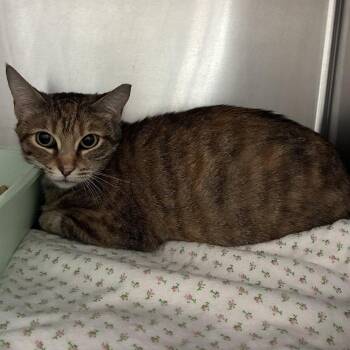 Bumble Bee Tuna -  Domestic Short Hair Cat for Adoption in Carencro, Louisiana - Bumble Bee Tuna | PetCurious