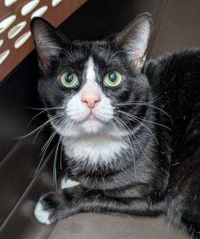 Domestic Short Hair Cats Available for Adoption in Canfield, Ohio - SHADOW | PetCurious