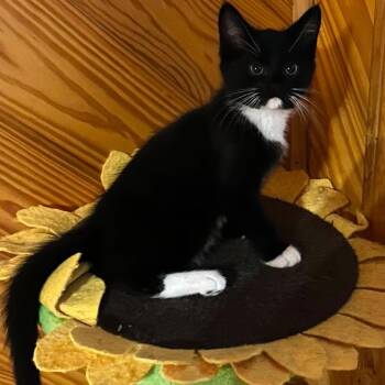 Leopard -  Domestic Short Hair Cat for Adoption in Concord, New Hampshire - Leopard | PetCurious