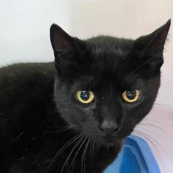 Domestic Short Hair Cats Available for Adoption in Sarasota, Florida - Silky | PetCurious