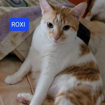 Rescue Domestic Short Hair Cats for Adoption in Houston, Texas - Roxi | PetCurious