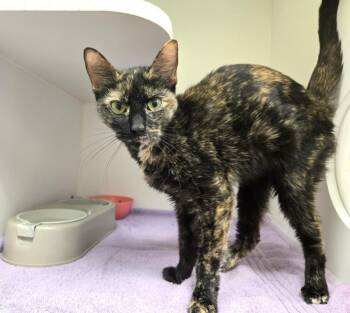 Rescue Domestic Short Hair Cats for Adoption in Texas City, Texas - TRINA | PetCurious