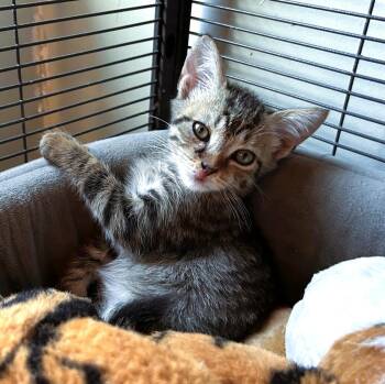 Chicklet -  Domestic Short Hair Cat for Adoption in Mooresville, North Carolina - Chicklet | PetCurious