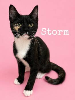 Storm -  Domestic Short Hair Cat for Adoption in Rutherfordton, North Carolina - Storm | PetCurious