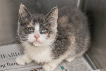 Domestic Medium Hair Cats Available for Adoption in Charlotte, North Carolina - A1264178 | PetCurious