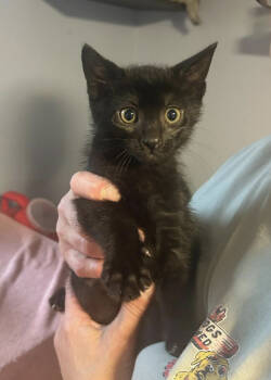 Rescue Domestic Short Hair Cats for Adoption in Westbury, New York - Tibbs Adventureland | PetCurious