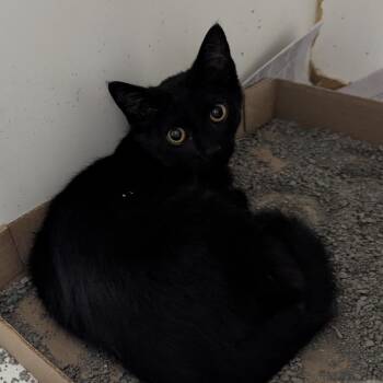 Jiffy -  Domestic Short Hair Cat for Adoption in Jeffersonville, Indiana - Jiffy | PetCurious