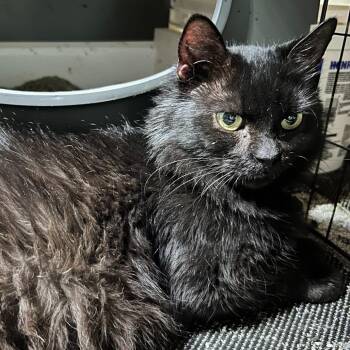 Nia -  Domestic Medium Hair Cat for Adoption in Charlottesville, Virginia - Nia | PetCurious