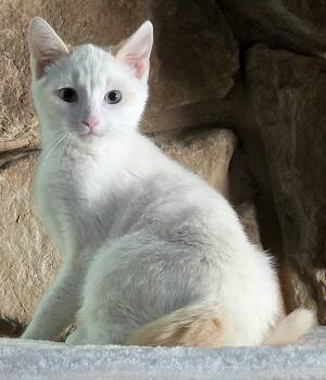 Sven -  Siamese and Domestic Short Hair Cat for Adoption in Pendleton, Oregon - Sven | PetCurious