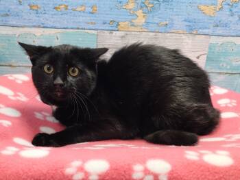 Rescue Domestic Short Hair Cats for Adoption in Washington Court House, Ohio - Franklin | PetCurious