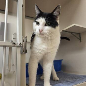 Oreo Cookie -  Domestic Short Hair Cat for Adoption in Ballston Spa, New York - Oreo Cookie | PetCurious