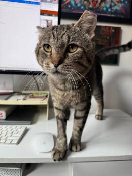 Rescue Domestic Short Hair and Tabby Cats for Adoption in New York, New York - Checkers *$50 Adoption Fee* | PetCurious