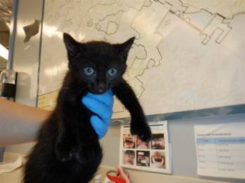 Domestic Short Hair Cats Available for Adoption in San Jose, California - A1406752 | PetCurious