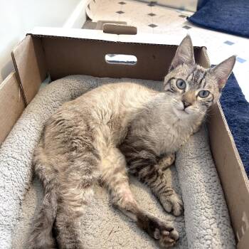 Olaf -  Applehead Siamese Cat for Adoption in Neffsville, Pennsylvania - Olaf | PetCurious