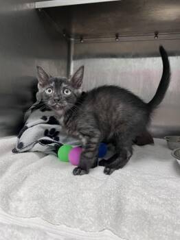 ANNABETH -  Domestic Short Hair Cat for Adoption in Tallahassee, Florida - ANNABETH | PetCurious