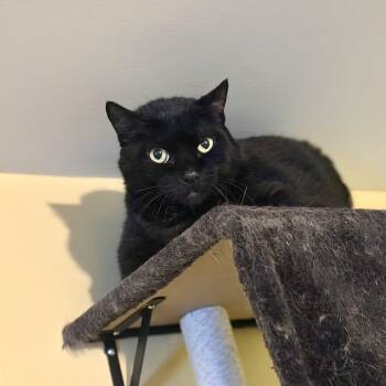 Domestic Short Hair Cats Available for Adoption in Greensboro, North Carolina - Eclipse | PetCurious