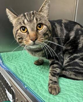 Tuna -  Domestic Short Hair Cat for Adoption in Clarksville, Tennessee - Tuna | PetCurious