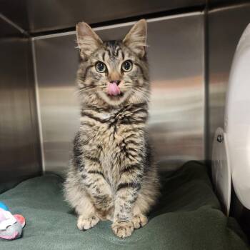 Harmony -  Domestic Medium Hair Cat for Adoption in York, Pennsylvania - Harmony | PetCurious