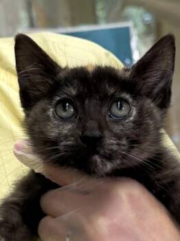 Judy -  Domestic Short Hair Cat for Adoption in Bellevue, Washington - Judy | PetCurious
