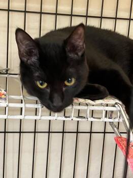 Domestic Short Hair Cats Available for Adoption - Billy | PetCurious