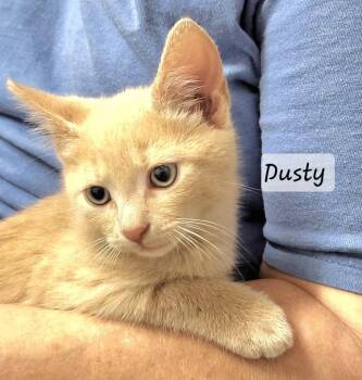 Dusty -  Domestic Short Hair Cat for Adoption in Ellijay, Georgia - Dusty | PetCurious