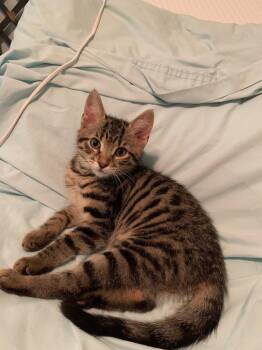 Emrys -  Tabby and Domestic Short Hair Cat for Adoption in Buford, Georgia - Emrys | PetCurious
