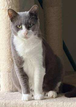 Swisher Sweet -  Domestic Short Hair and Russian Blue Cat for Adoption in Homestead, Florida - Swisher Sweet | PetCurious