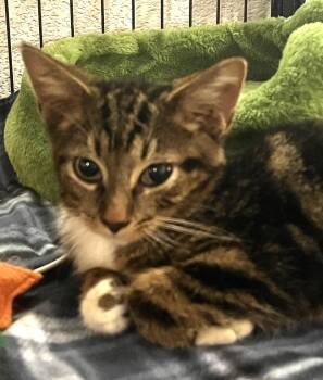 Rescue Domestic Medium Hair Cats for Adoption in Boca Raton, Florida - Ryder 7035 | PetCurious
