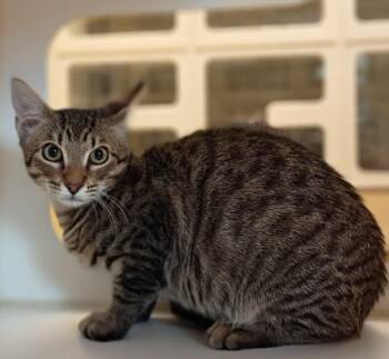 JIMMY -  Domestic Short Hair Cat for Adoption in Texas City, Texas - JIMMY | PetCurious