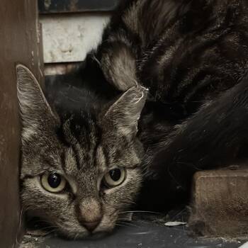 Bitsy -  Domestic Short Hair Cat for Adoption in Matteson, Illinois - Bitsy | PetCurious