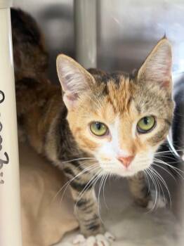 Whimsy -  Domestic Short Hair Cat for Adoption in Pomona, New York - Whimsy | PetCurious