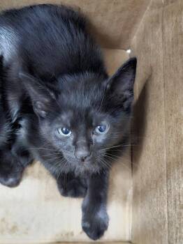 LION -  Domestic Short Hair Cat for Adoption in Dallas, Texas - LION | PetCurious