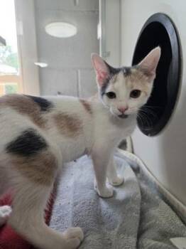 Lady Litter Sparkles -  Domestic Short Hair Cat for Adoption in Savannah, Georgia - Lady Litter Sparkles | PetCurious
