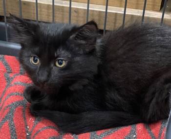 Linden -  Domestic Medium Hair Cat for Adoption in Island Lake, Illinois - Linden | PetCurious