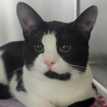 Rescue Domestic Short Hair Cats for Adoption in Buellton, California - Edward | PetCurious