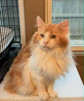 Tabby Cats Available for Adoption in Capshaw, Alabama - MR SMITHERS | PetCurious