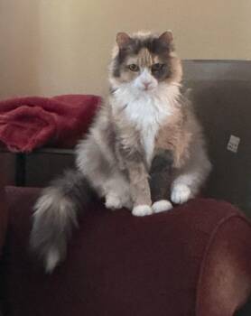 Sunny 6475 -  Calico Cat for Adoption in Waldorf, Maryland - Sunny 6475 | PetCurious