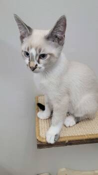 Domestic Short Hair Cats Available for Adoption in Merrillville, Indiana - Angel | PetCurious