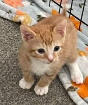 PAUL -  Domestic Short Hair Cat for Adoption in Camarillo, California - PAUL | PetCurious